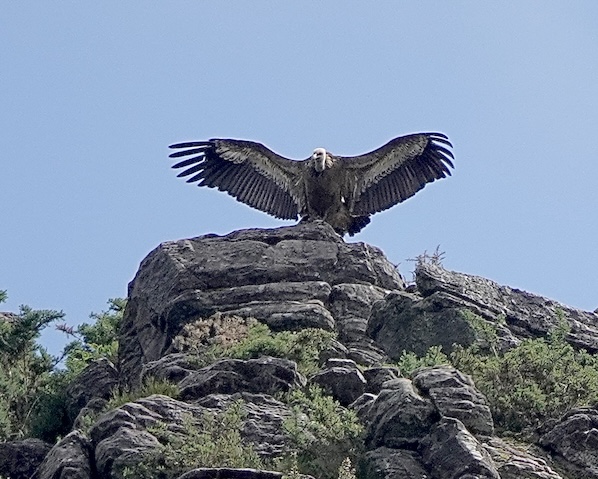 Griffon vulture